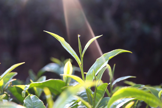 茶叶茶树