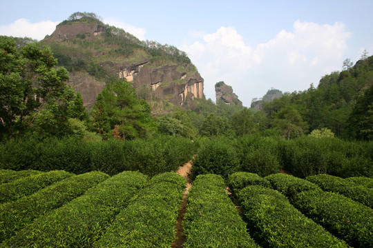 茶园茶山