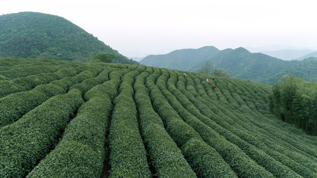 茶园茶山