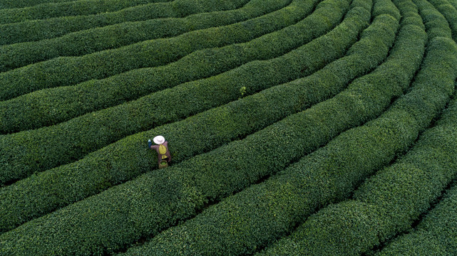 茶园茶山