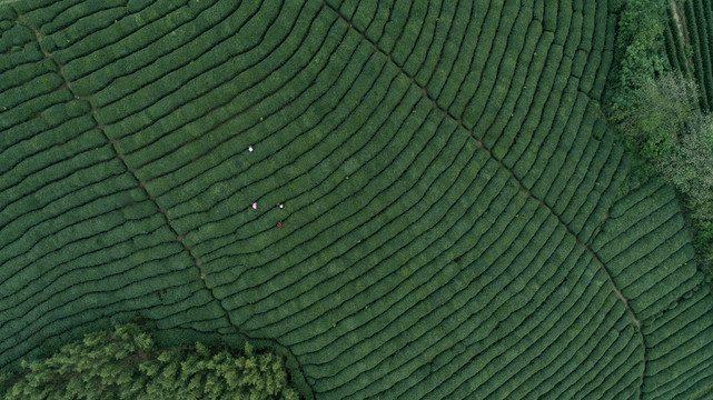 俯视茶园茶山