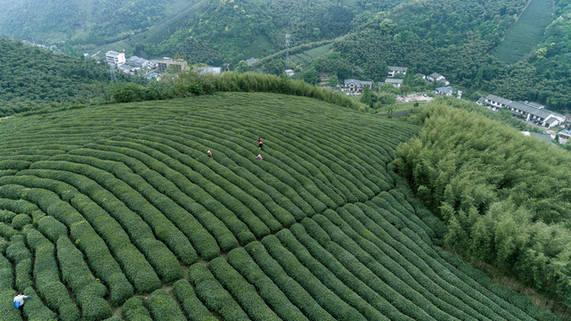 茶园茶山