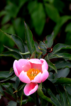 粉色芍药花