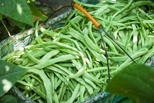 四季豆种植基地