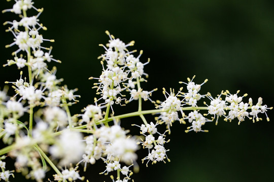 女贞花