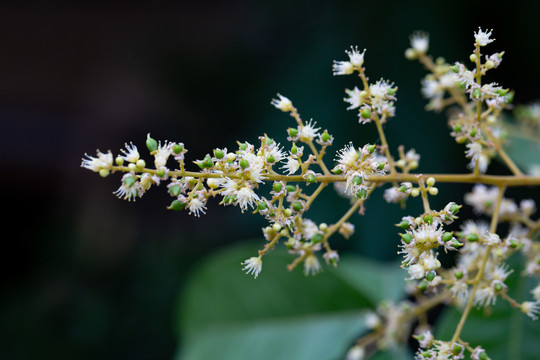 无患子花