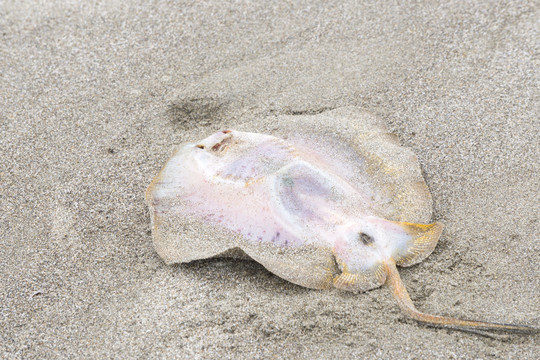沙滩上干枯的鳐鱼