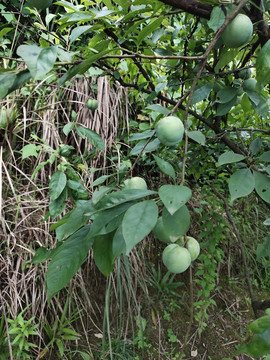 新鲜李子