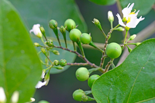 水茄