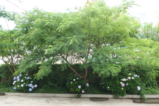 绣球花