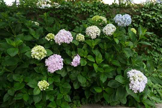 绣球花