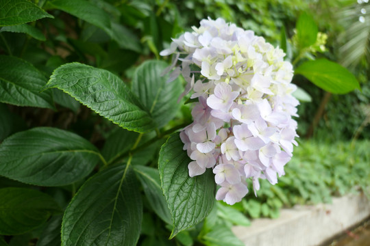 绣球花