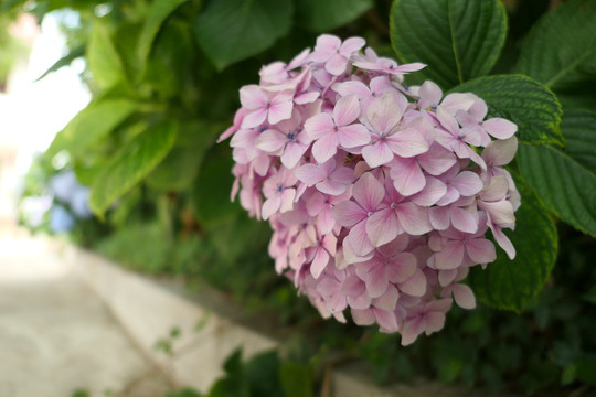 绣球花