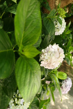 绣球花