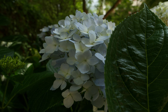 绣球花