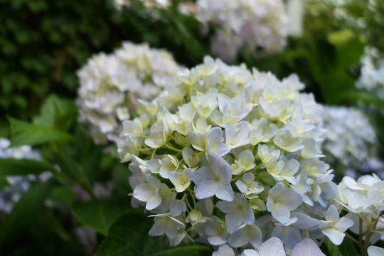 绣球花