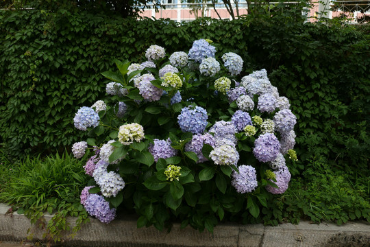 绣球花