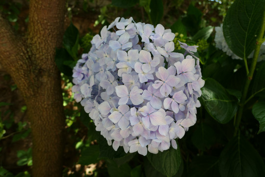绣球花