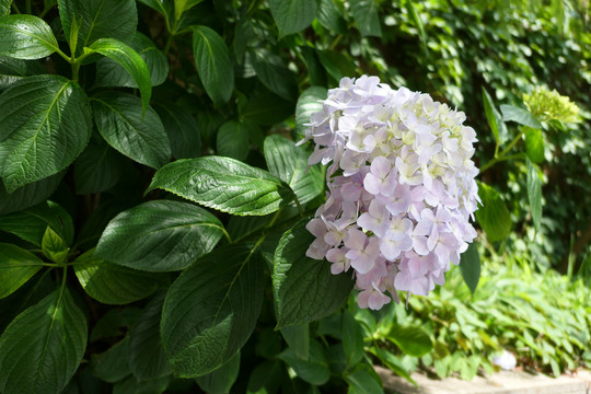 绣球花