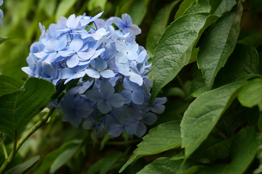 绣球花