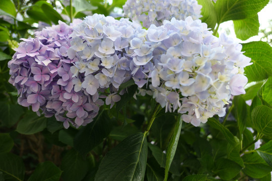 绣球花