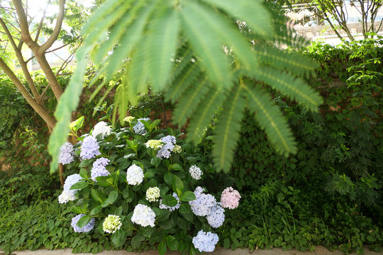绣球花