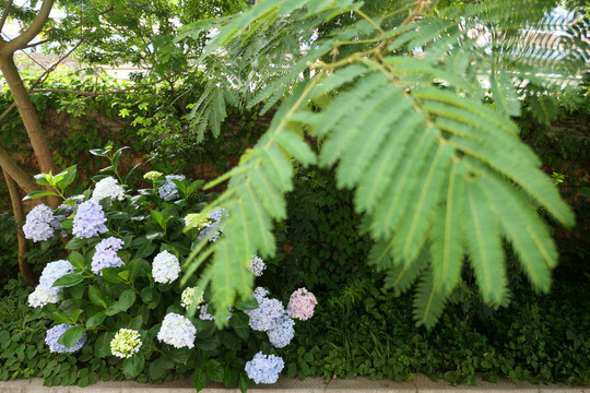 绣球花