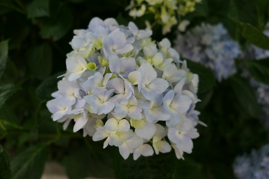 绣球花