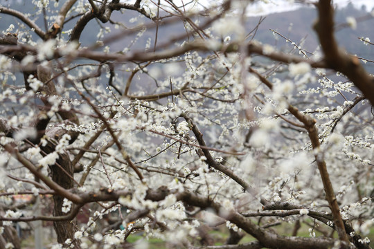 李花
