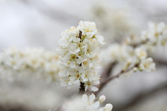 李子花