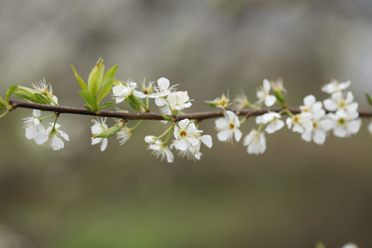 李子花