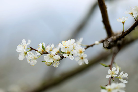 李子花