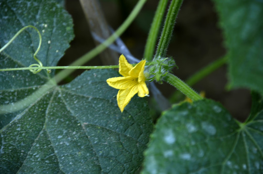 黄瓜开花