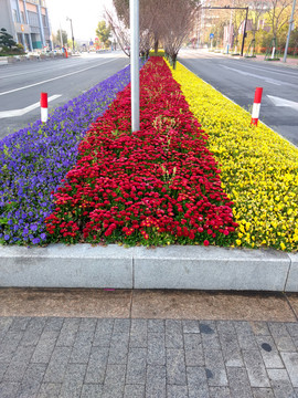 城市道路绿化隔离带花卉
