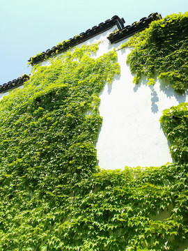 绿植古墙