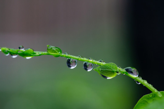 水珠