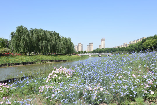 九州洼月季园