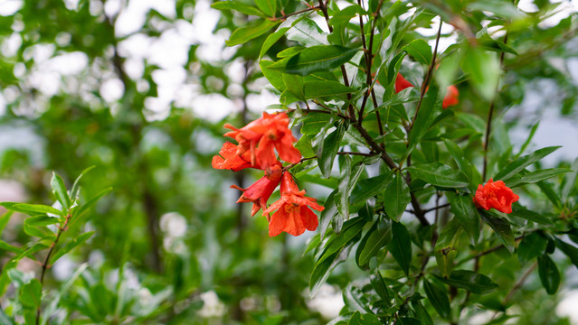 石榴花