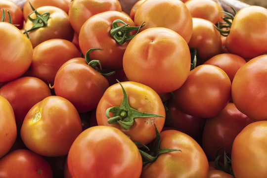 新鲜无公害蔬菜西红柿