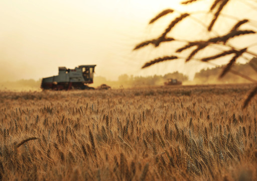 联合收割机在田间收获小麦