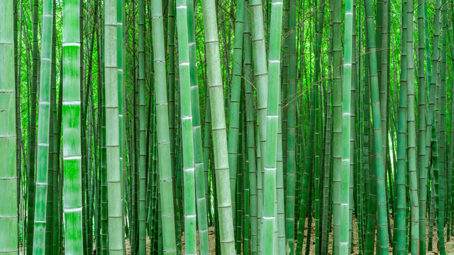 绿竹林竹子