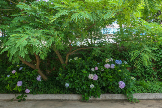 绣球花