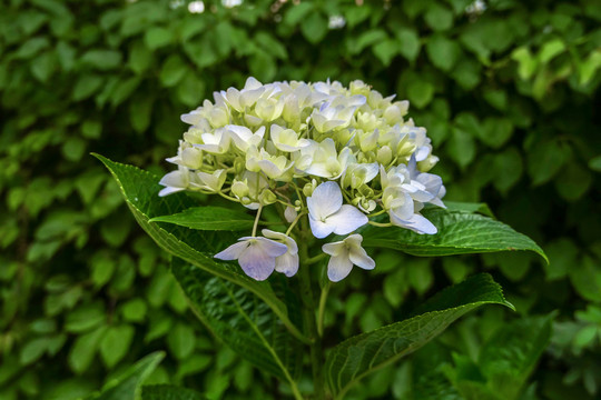 绣球花