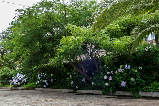 绣球花