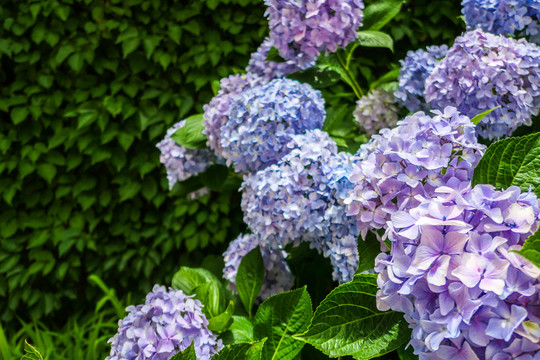 绣球花