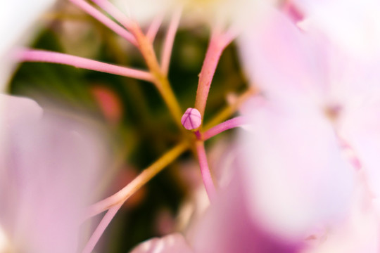 绣球花