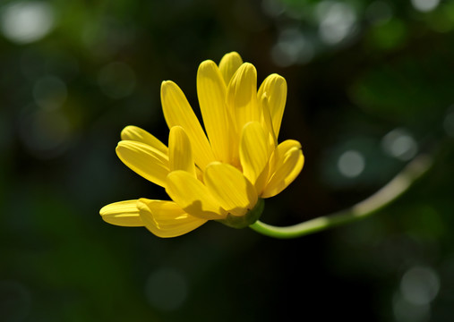 黄色菊花