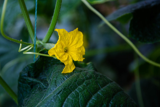 水果黄瓜花