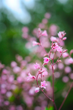 野生罗布麻植株