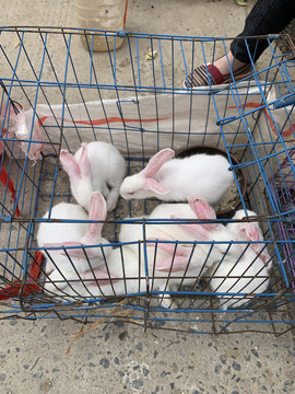 卖兔子